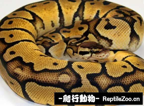 display_picture.php?url=http%3A%2F%2Fimgsa.baidu.com%2Fforum%2Fw%253D580%2Fsign%3D94f61ff143a98226b8c12b2fba83b97a%2F22367d8da9773912cc2918e5f8198618377ae2d9.jpg