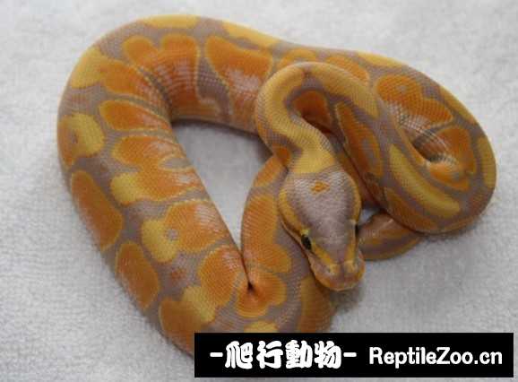display_picture.php?url=http%3A%2F%2Fimgsa.baidu.com%2Fforum%2Fw%253D580%2Fsign%3D8e5755b79245d688a302b2ac94c37dab%2Fdac115d5ad6eddc41c70287f39dbb6fd53663350.jpg