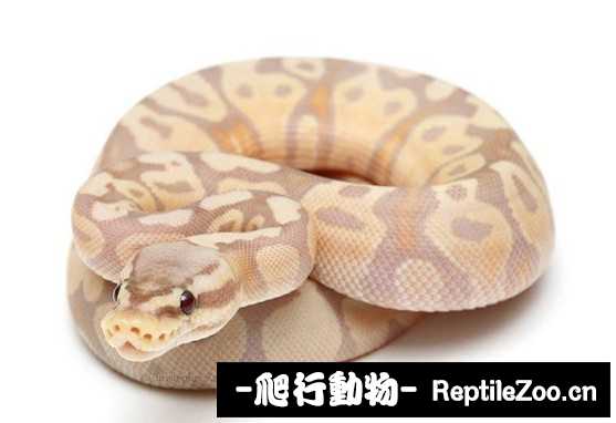 display_picture.php?url=http%3A%2F%2Fimgsa.baidu.com%2Fforum%2Fw%253D580%2Fsign%3Dfa3a3091bc315c6043956be7bdb0cbe6%2Fdd16d354564e9258cbcd1a6a9c82d158cdbf4e6a.jpg
