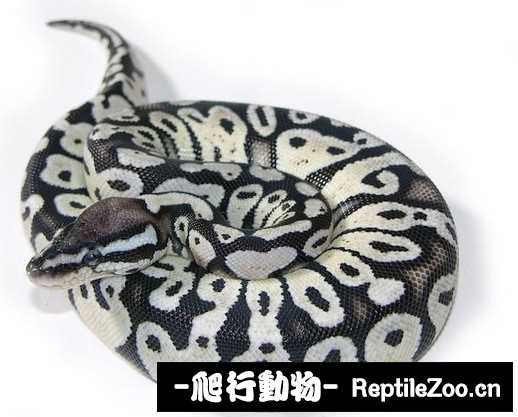 display_picture.php?url=http%3A%2F%2Fimgsa.baidu.com%2Fforum%2Fw%253D580%2Fsign%3D0e371cb43af33a879e6d0012f65d1018%2F2fc7bc119313b07e118ecf8c0cd7912397dd8c3d.jpg