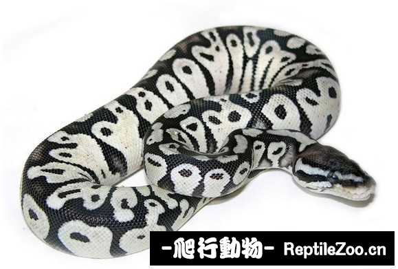 display_picture.php?url=http%3A%2F%2Fimgsa.baidu.com%2Fforum%2Fw%253D580%2Fsign%3D2182a64031adcbef01347e0e9cae2e0e%2Fa8ec831001e93901d01f12ba7bec54e737d196cf.jpg