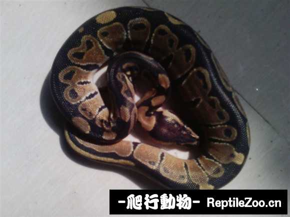 display_picture.php?url=http%3A%2F%2Fimgsa.baidu.com%2Fforum%2Fw%253D580%2Fsign%3D42548e1c9c82d158bb8259b9b00b19d5%2F65003dfa828ba61e3b8ec0dd4134970a314e5991.jpg