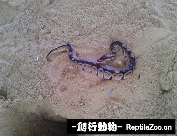 display_picture.php?url=http%3A%2F%2Fimgsa.baidu.com%2Fforum%2Fw%253D580%2Fsign%3D40876677c9ea15ce41eee00186013a25%2F3d653b2ac65c103810ffc630b2119313b17e8970.jpg