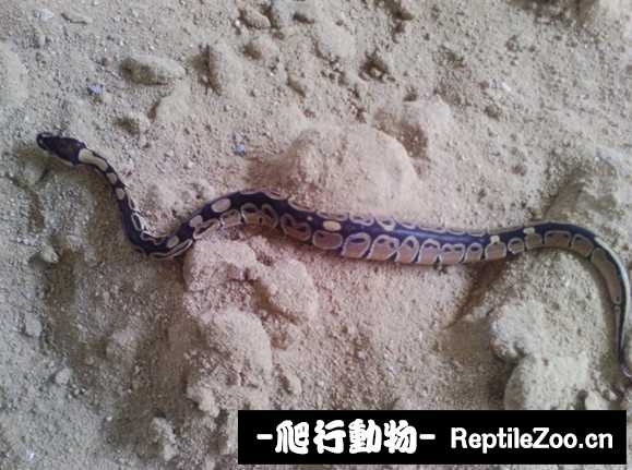 display_picture.php?url=http%3A%2F%2Fimgsa.baidu.com%2Fforum%2Fw%253D580%2Fsign%3D86bd9c4987d6277fe912323018391f63%2F6caca7014c086e061c2937b902087bf40bd1cb70.jpg