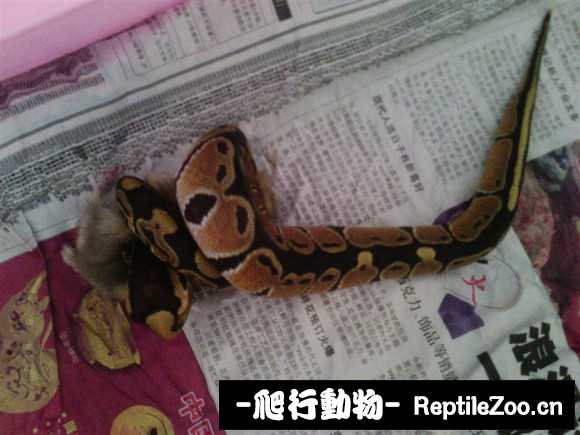display_picture.php?url=http%3A%2F%2Fimgsa.baidu.com%2Fforum%2Fw%253D580%2Fsign%3D6b4805c3213fb80e0cd161df06d02ffb%2F4f6541c2d56285358f7cdbd390ef76c6a6ef635d.jpg