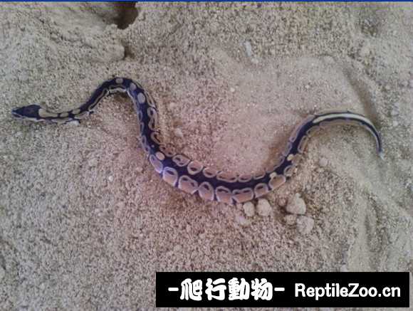 display_picture.php?url=http%3A%2F%2Fimgsa.baidu.com%2Fforum%2Fw%253D580%2Fsign%3D8d339d2e08fa513d51aa6cd60d6c554c%2F972363224f4a20a45a9f343590529822730ed070.jpg