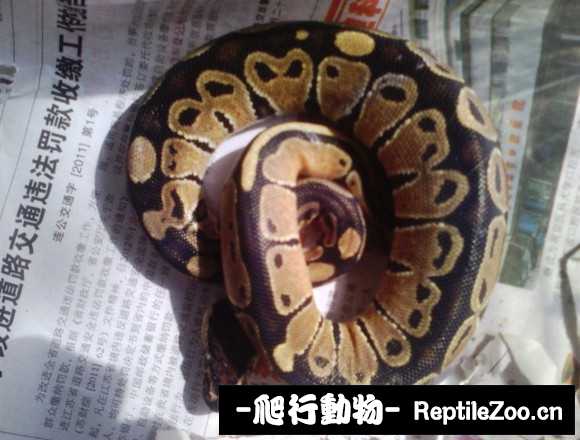 display_picture.php?url=http%3A%2F%2Fimgsa.baidu.com%2Fforum%2Fw%253D580%2Fsign%3D6f2d343590529822053339cbe7cb7b3b%2F262ab0096b63f624426e31f18744ebf81b4ca3c2.jpg