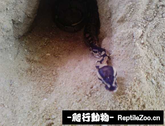 display_picture.php?url=http%3A%2F%2Fimgsa.baidu.com%2Fforum%2Fw%253D580%2Fsign%3Dc0c48dbcca8065387beaa41ba7dfa115%2F8db7bcb7d0a20cf4627af62d76094b36adaf990b.jpg