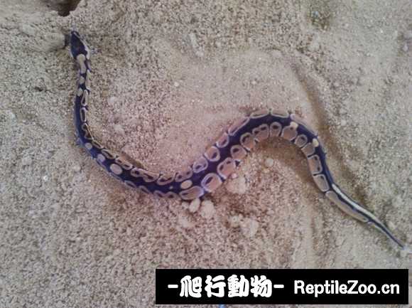 display_picture.php?url=http%3A%2F%2Fimgsa.baidu.com%2Fforum%2Fw%253D580%2Fsign%3Dce0a9c86ad345982c58ae59a3cf6310b%2Fa23c4536acaf2eddfa1b411b8d1001e93801930b.jpg