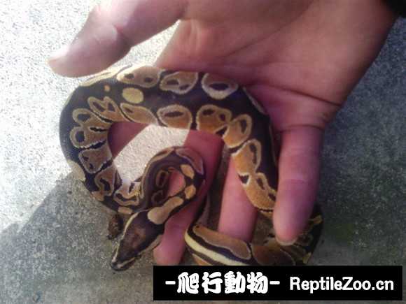display_picture.php?url=http%3A%2F%2Fimgsa.baidu.com%2Fforum%2Fw%253D580%2Fsign%3D05603fca7bf40ad115e4c7eb672d1151%2F5e266d2762d0f7039e949d2e08fa513d2797c5d7.jpg