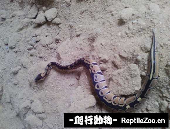 display_picture.php?url=http%3A%2F%2Fimgsa.baidu.com%2Fforum%2Fw%253D580%2Fsign%3D133b37b902087bf47dec57e1c2d2575e%2F7dd98413632762d0f9adac4da0ec08fa503dc662.jpg