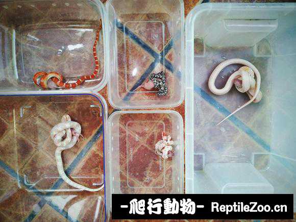 display_picture.php?url=http%3A%2F%2Fimgsa.baidu.com%2Fforum%2Fw%253D580%2Fsign%3D17b240d2972bd40742c7d3f54b889e9c%2Fdb114ca7d933c895cfd54681d11373f083020052.jpg