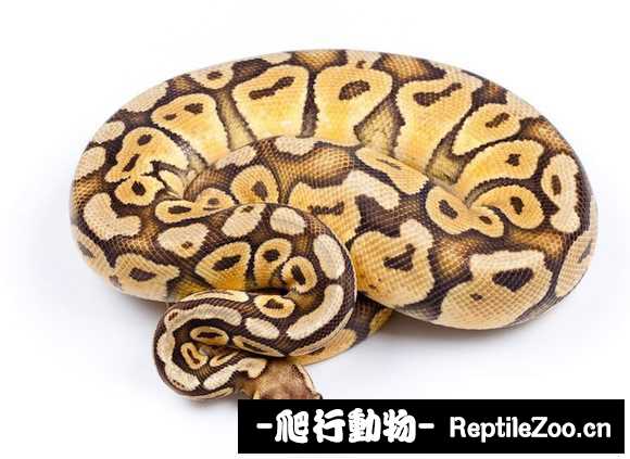 display_picture.php?url=http%3A%2F%2Fimgsa.baidu.com%2Fforum%2Fw%253D580%2Fsign%3D185cb6465edf8db1bc2e7c6c3922dddb%2F466ddf09b3de9c8295644e516c81800a18d843a4.jpg