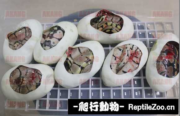 display_picture.php?url=http%3A%2F%2Fimgsa.baidu.com%2Fforum%2Fw%253D580%2Fsign%3Dfc5f40325243fbf2c52ca62b807eca1e%2Fd8e29f2397dda14497370988b3b7d0a20cf48687.jpg
