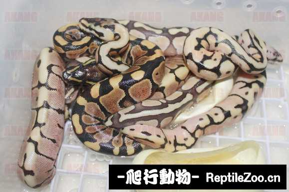display_picture.php?url=http%3A%2F%2Fimgsa.baidu.com%2Fforum%2Fw%253D580%2Fsign%3D48f315a5a50f4bfb8cd09e5c334e788f%2F7bf677310a55b3192135f84f42a98226cefc17f5.jpg