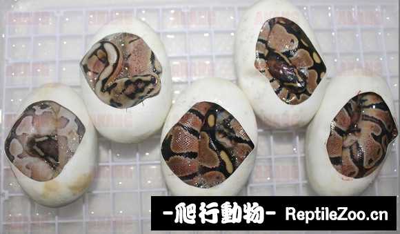 display_picture.php?url=http%3A%2F%2Fimgsa.baidu.com%2Fforum%2Fw%253D580%2Fsign%3Dc585ce5b0eb30f24359aec0bf895d192%2F05267df082025aaf1a031bf1faedab64034f1a88.jpg