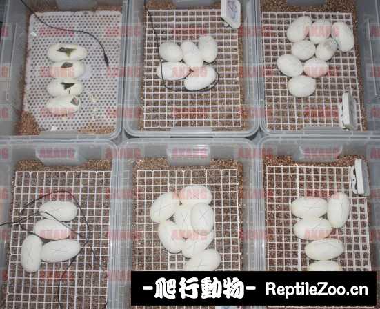 display_picture.php?url=http%3A%2F%2Fimgsa.baidu.com%2Fforum%2Fw%253D580%2Fsign%3D453bfdf142166d223877159c76220945%2F4c177c0e0cf3d7ca6b0b454cf31fbe096a63a9c4.jpg
