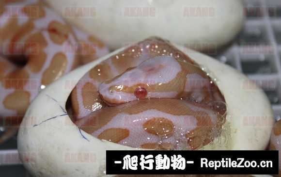 display_picture.php?url=http%3A%2F%2Fimgsa.baidu.com%2Fforum%2Fw%253D580%2Fsign%3Dc529fd1b9213b07ebdbd50003cd69113%2F7571a3345982b2b7ee7943fe30adcbef77099bdf.jpg