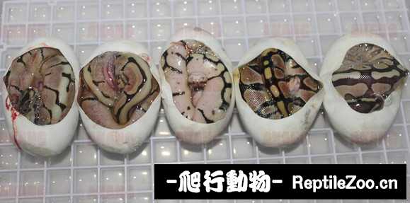 display_picture.php?url=http%3A%2F%2Fimgsa.baidu.com%2Fforum%2Fw%253D580%2Fsign%3D29c4ddbbca1349547e1ee86c664e92dd%2F67eb9282d158ccbf1b9ad00018d8bc3eb135419f.jpg