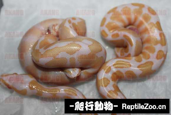 display_picture.php?url=http%3A%2F%2Fimgsa.baidu.com%2Fforum%2Fw%253D580%2Fsign%3D4b8662ffe1fe9925cb0c695804a95ee4%2F1f2647540923dd5427e1dd52d009b3de9c82482b.jpg
