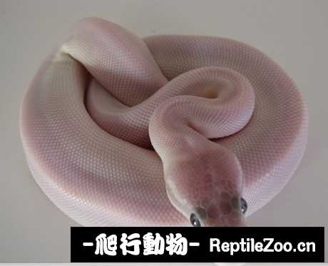 display_picture.php?url=http%3A%2F%2Fimgsa.baidu.com%2Fforum%2Fw%253D580%2Fsign%3Dbe6f026d3bc79f3d8fe1e4388aa0cdbc%2F9325b712c8fcc3ceb4af8ea19245d688d53f20ee.jpg
