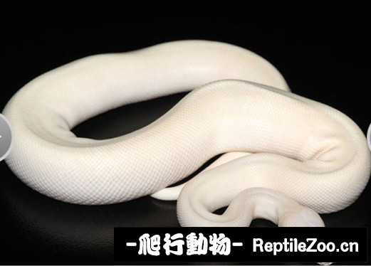display_picture.php?url=http%3A%2F%2Fimgsa.baidu.com%2Fforum%2Fw%253D580%2Fsign%3D757cdfe9d11373f0f53f6f97940e4b8b%2F7f510d4f78f0f7360bfc0b930a55b319eac413d3.jpg