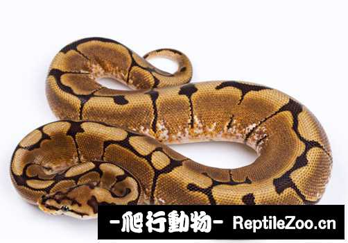 display_picture.php?url=http%3A%2F%2Fimgsa.baidu.com%2Fforum%2Fw%253D580%2Fsign%3D6bb6a3e1ad4bd11304cdb73a6aaea488%2F2fd8a564034f78f05415dd6179310a55b3191c3f.jpg