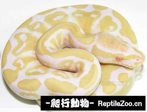 display_picture.php?url=http%3A%2F%2Fimgsa.baidu.com%2Fforum%2Fw%253D580%2Fsign%3Da7bb787362d9f2d3201124e799ed8a53%2Fb6e5f903918fa0ecd4b5239f269759ee3c6ddbec.jpg