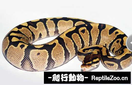display_picture.php?url=http%3A%2F%2Fimgsa.baidu.com%2Fforum%2Fw%253D580%2Fsign%3Dbd235206462309f7e76fad1a420f0c39%2Faffe0446f21fbe09990a84866b600c338644ad86.jpg