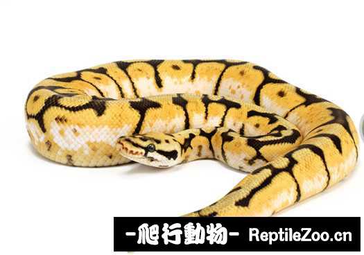 display_picture.php?url=http%3A%2F%2Fimgsa.baidu.com%2Fforum%2Fw%253D580%2Fsign%3D4bc9f8b1632762d0803ea4b790ed0849%2Ff2a257ee3d6d55fb50de31b46d224f4a20a4dd3a.jpg