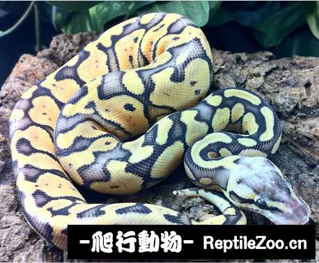 display_picture.php?url=http%3A%2F%2Fimgsa.baidu.com%2Fforum%2Fw%253D580%2Fsign%3D9b2f1ca41d950a7b75354ecc3ad0625c%2F83191fdfa9ec8a13b4001072f703918fa1ecc0c4.jpg