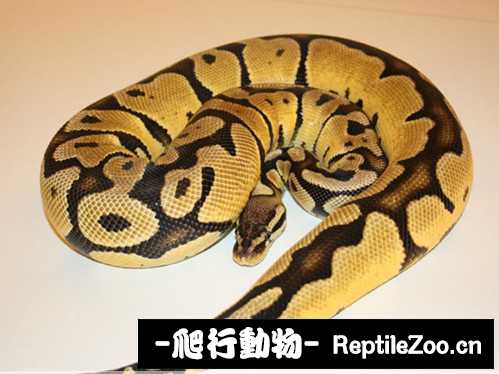 display_picture.php?url=http%3A%2F%2Fimgsa.baidu.com%2Fforum%2Fw%253D580%2Fsign%3D4de4237881cb39dbc1c0675ee01709a7%2F431eda0735fae6cdeba9ecf30fb30f2442a70f3c.jpg
