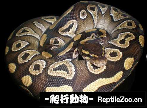 display_picture.php?url=http%3A%2F%2Fimgsa.baidu.com%2Fforum%2Fw%253D580%2Fsign%3De7a3c0b39313b07ebdbd50003cd69113%2F7571a3345982b2b7ccf37e5631adcbef77099bed.jpg