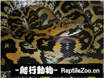 display_picture.php?url=http%3A%2F%2Fimgsa.baidu.com%2Fforum%2Fw%253D580%2Fsign%3Db84bc804622762d0803ea4b790ed0849%2Ff2a257ee3d6d55fba35c01016c224f4a20a4dd30.jpg
