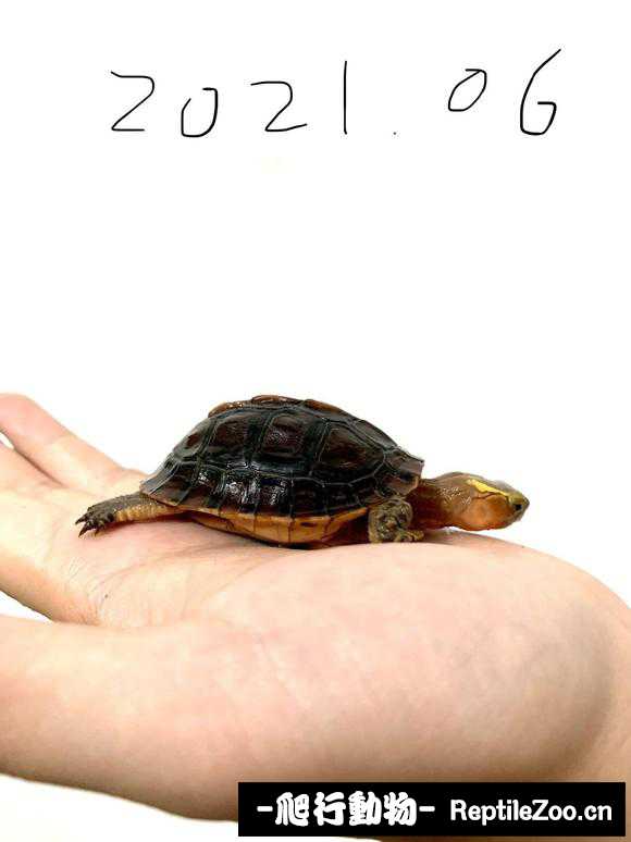 220030zqiwzqv77j332b7k.jpg