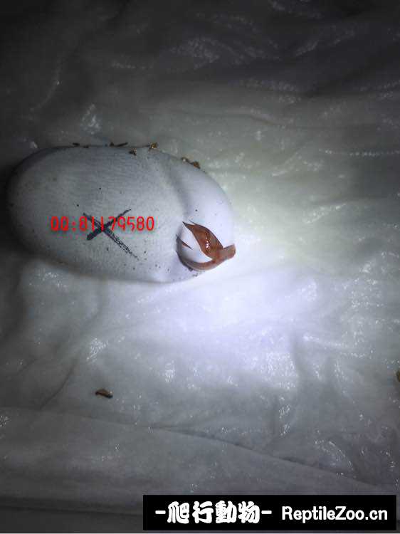 221333jq6vd3kqn3kns1bv.jpg