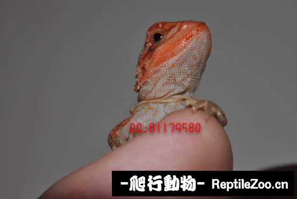 221334uorbls7snyrrr77z.jpg
