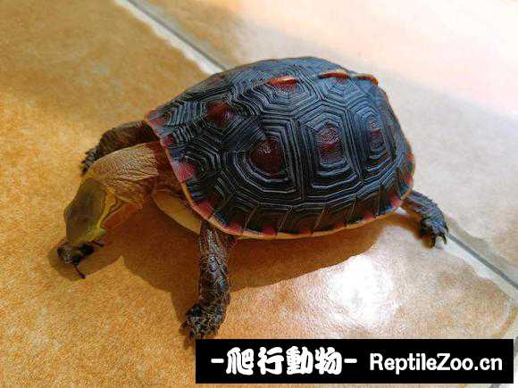 222655zqozowqnjjhyy25q.jpg