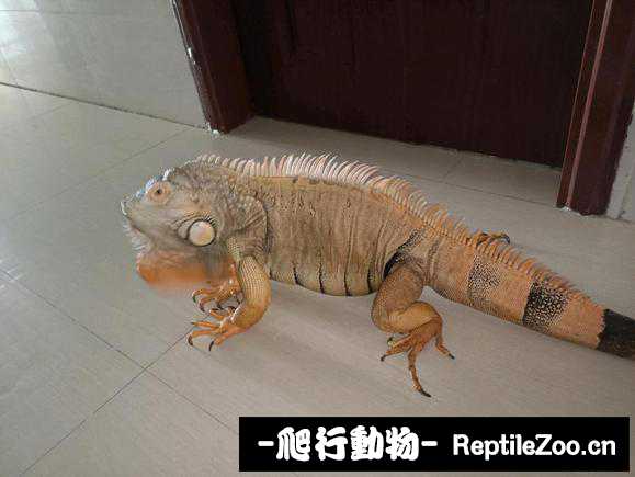 230303dp0zprc05rs7ooos.jpg