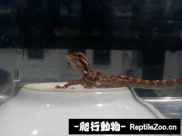 230420tzaza8p8f5tdtt3p.jpg