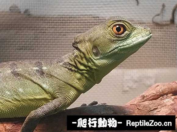 105505wji62nr9agwj9ert.jpg