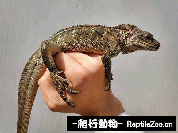 023213ogghz5z5wdvgvkec.jpg