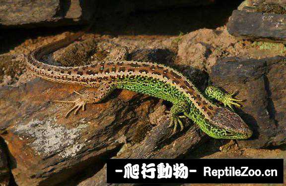 display_picture.php?url=http%3A%2F%2Fimgsa.baidu.com%2Fforum%2Fw%253D580%2Fsign%3Dbab999eb3c6d55fbc5c6762e5d224f40%2Fda40ad773912b31b2c7f381c8718367adbb4e1c6.jpg