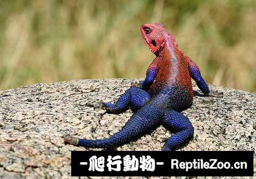 display_picture.php?url=http%3A%2F%2Fimgsa.baidu.com%2Fforum%2Fw%253D580%2Fsign%3D8d9a461d377adab43dd01b4bbbd4b36b%2F02d5932bd40735fa934ebb8c9f510fb30e240892.jpg