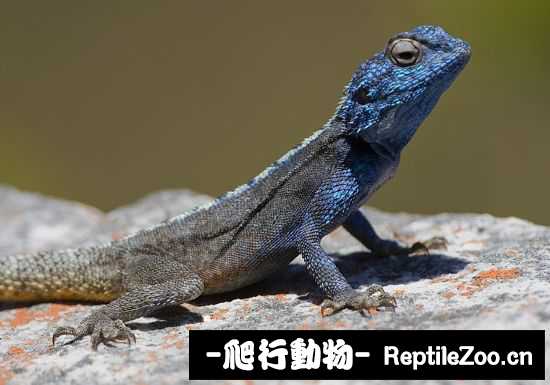 display_picture.php?url=http%3A%2F%2Fimgsa.baidu.com%2Fforum%2Fw%253D580%2Fsign%3D9a607c345d6034a829e2b889fb1349d9%2F04f95d82b2b7d0a20fb1f1a8caef76094a369adc.jpg