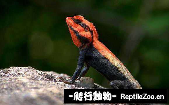 display_picture.php?url=http%3A%2F%2Fimgsa.baidu.com%2Fforum%2Fw%253D580%2Fsign%3D8e8cbbf10bd162d985ee621421dea950%2Fd13df336afc3793186d1731ceac4b74542a91193.jpg