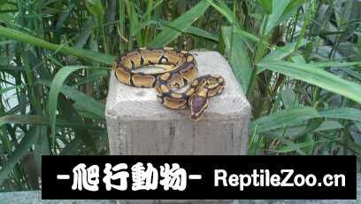 display_picture.php?url=http%3A%2F%2Fimgsa.baidu.com%2Fforum%2Fw%253D580%2Fsign%3D112433937bf40ad115e4c7eb672d1151%2F5e266d2762d0f7038ad0917708fa513d2797c5f4.jpg