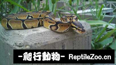 display_picture.php?url=http%3A%2F%2Fimgsa.baidu.com%2Fforum%2Fw%253D580%2Fsign%3D0680cd989245d688a302b2ac94c37dab%2Fdac115d5ad6eddc494a7b05039dbb6fd5366338a.jpg