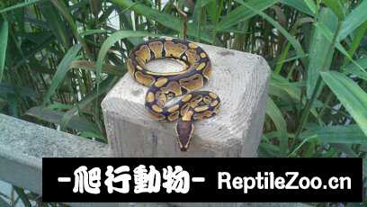 display_picture.php?url=http%3A%2F%2Fimgsa.baidu.com%2Fforum%2Fw%253D580%2Fsign%3Dc9435692c93d70cf4cfaaa05c8ddd1ba%2F19247c8b4710b9127e81f255c3fdfc039345228a.jpg