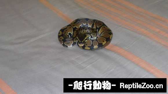 display_picture.php?url=http%3A%2F%2Fimgsa.baidu.com%2Fforum%2Fw%253D580%2Fsign%3D440cc05979310a55c424defc87444387%2F1bc910178a82b901f9aa9999738da9773812efcf.jpg
